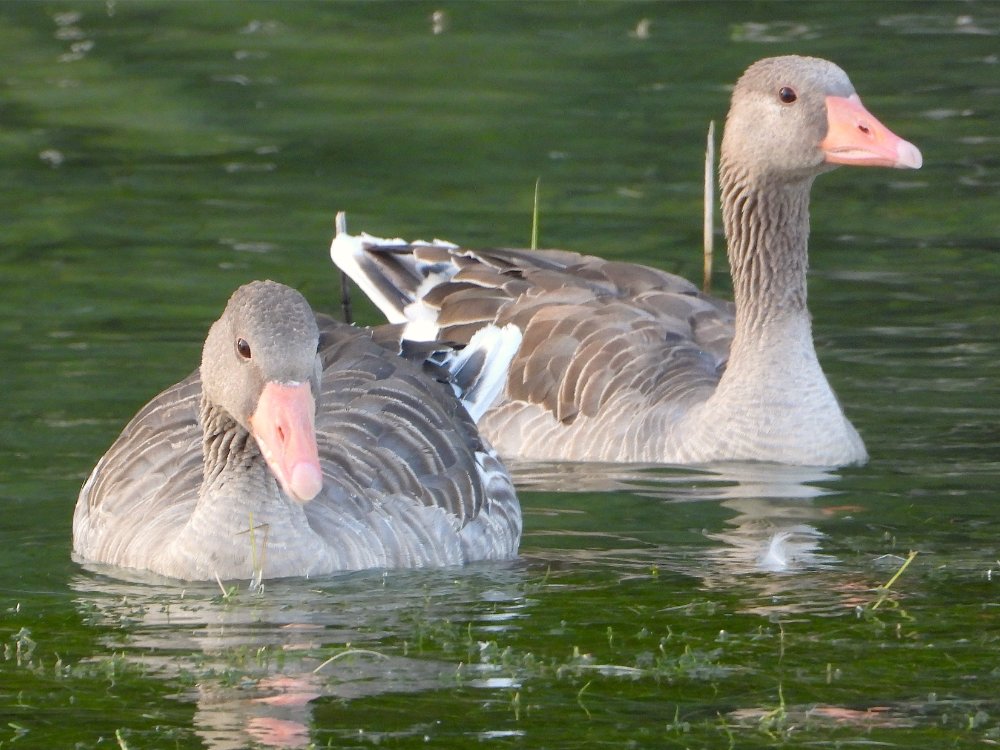 Два голоса на зелёной воде